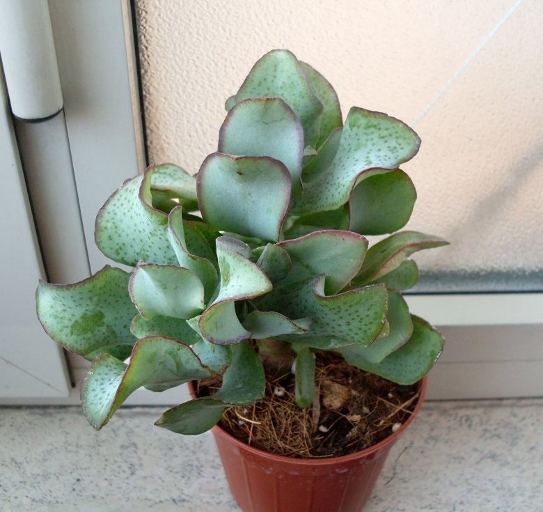 толстянка древовидная