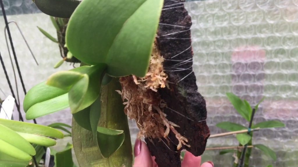 Орхидея на блоке, сделанном из куска коры. Листья направлены вниз.