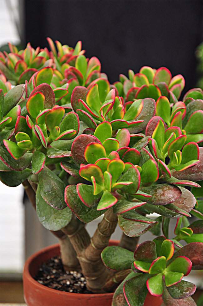 крассула сансет