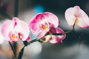 Уход за орхидеей в домашних условиях – Как ухаживать, поливать, пересадить?
