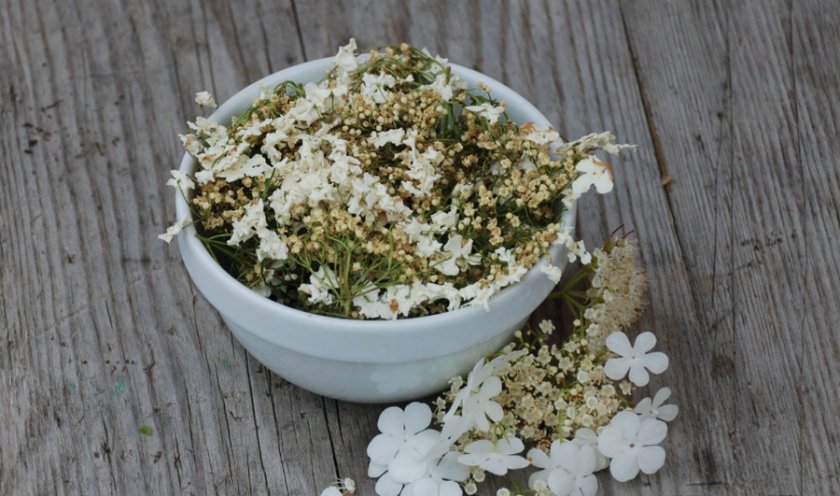 Отвар из цветков калины