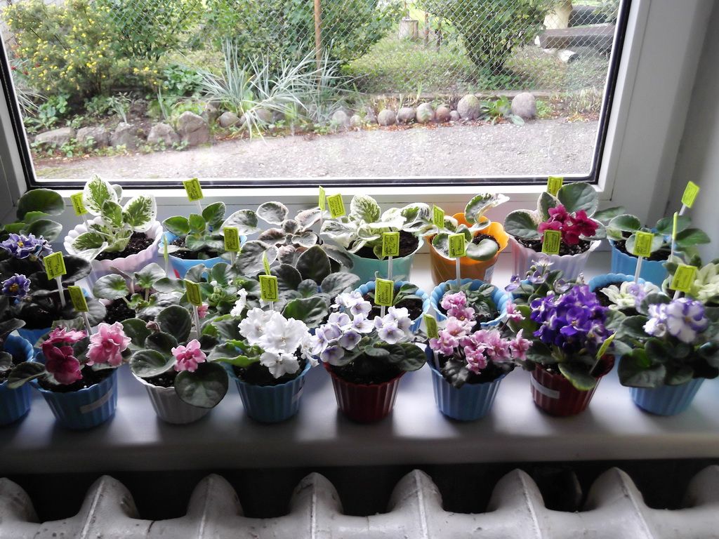 Фиалка: описание (80+ Фото), сорта, уход и размножение в домашних условиях +Отзывы