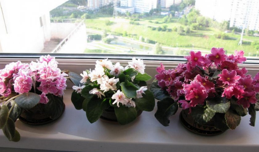 Узамбарские фиалки на подоконнике