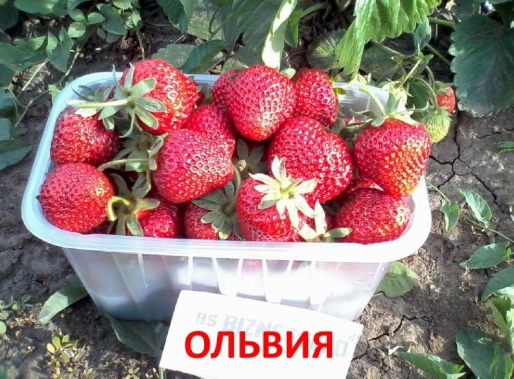 33 Лучших Сорта Клубники: Описание | Фото +Отзывы Садоводов
