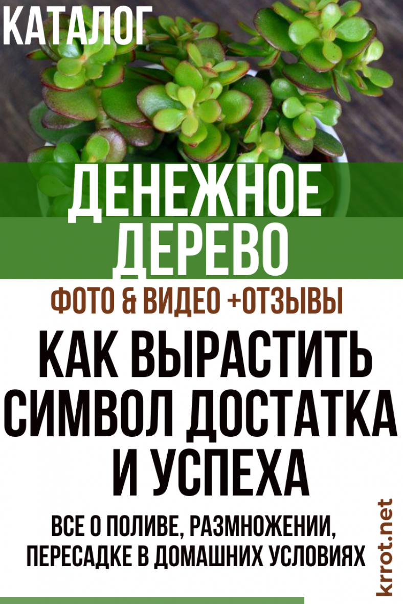 Денежное Дерево (Толстянка): Виды, Уход (40+ Фото) +Отзывы