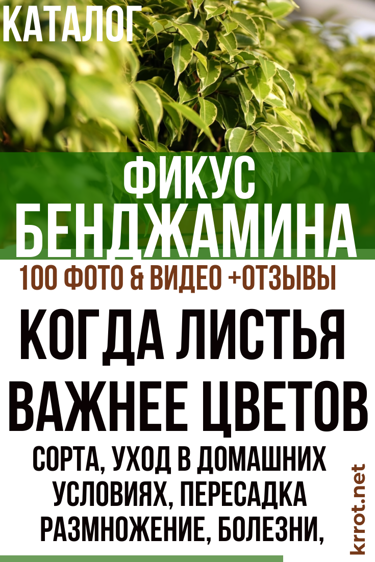 Фикус Бенджамина (100 Фото) Уход, Пересадка, Размножение +Отзыв