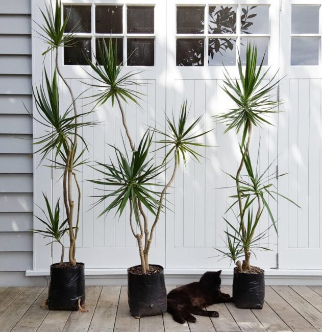 Драцена маргината размножение