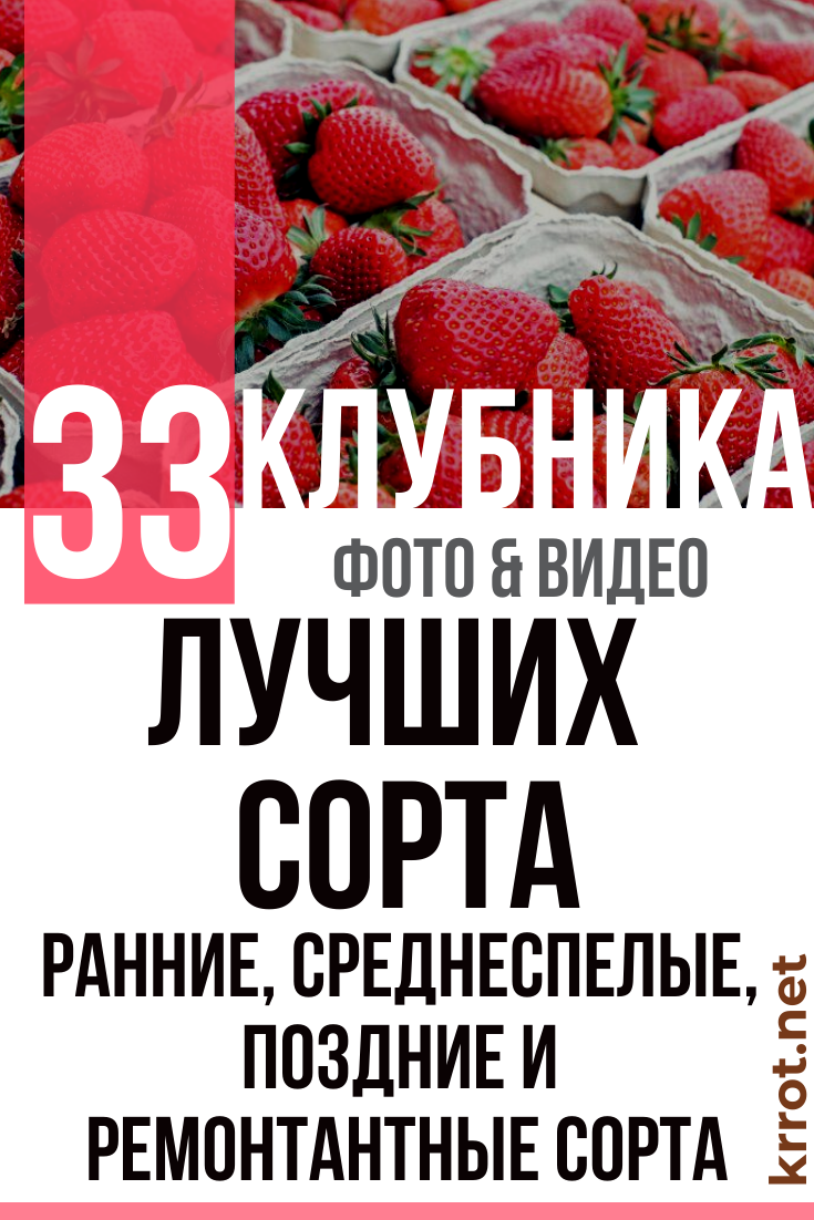 33 Лучших Сорта Клубники: Описание | Фото +Отзывы Садоводов