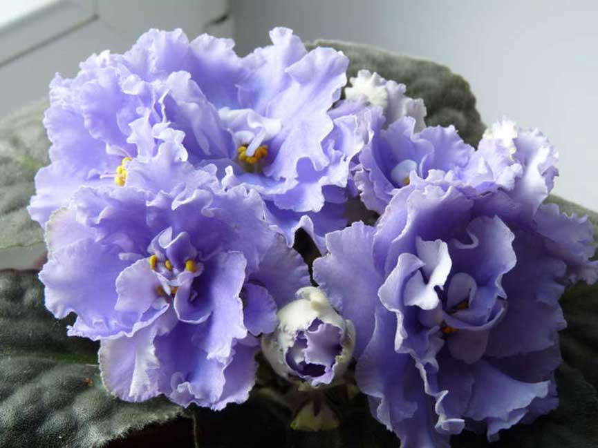 Фиалка: описание (80+ Фото), сорта, уход и размножение в домашних условиях +Отзывы