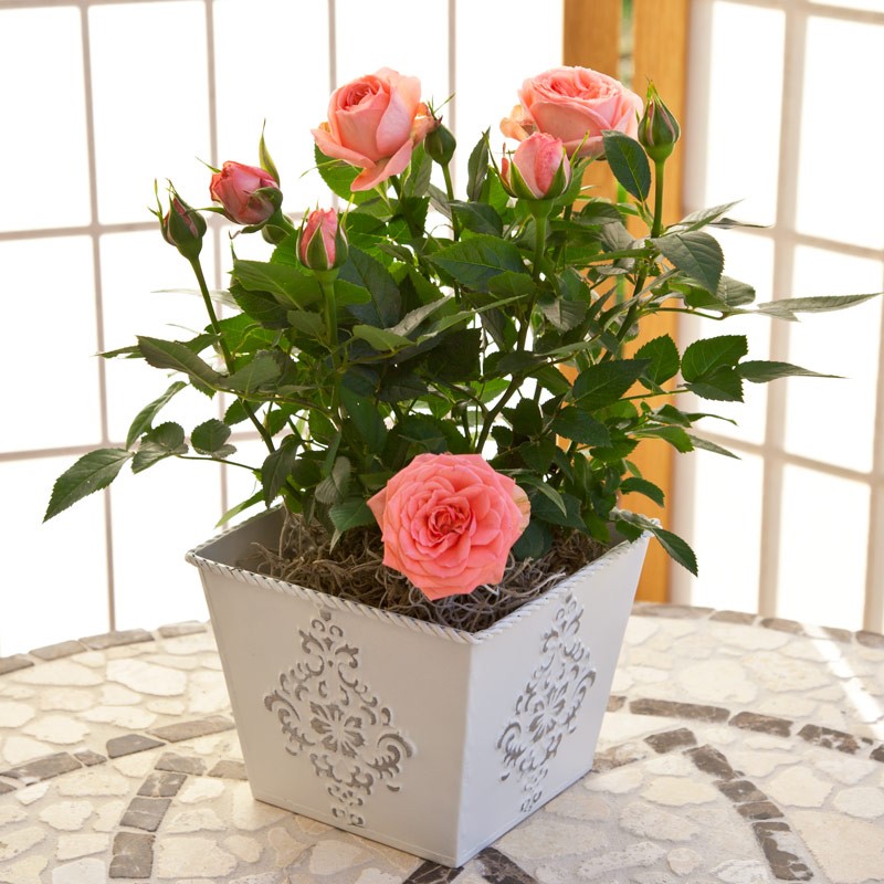 Роза Парад 26 фото описание плетистого сорта роз группы клайминг уход за розой в горшке в домашних условиях