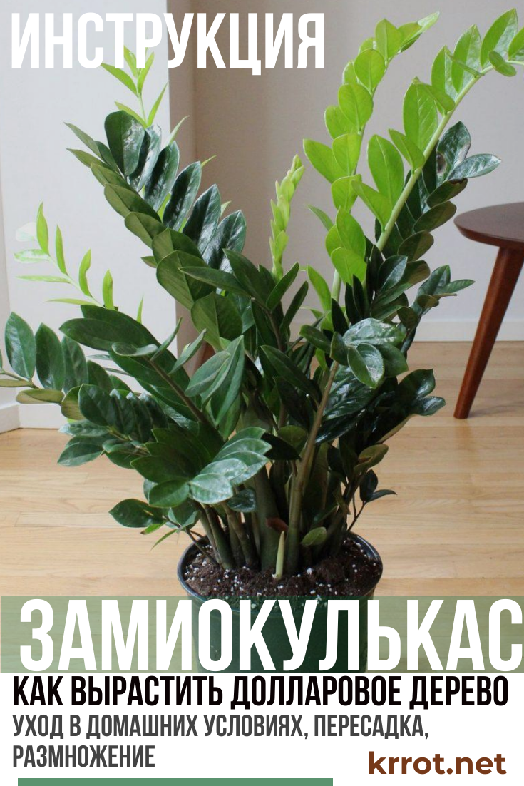 Долларовое дерево - (140 Фото) Уход, Пересадка +Отзывы
