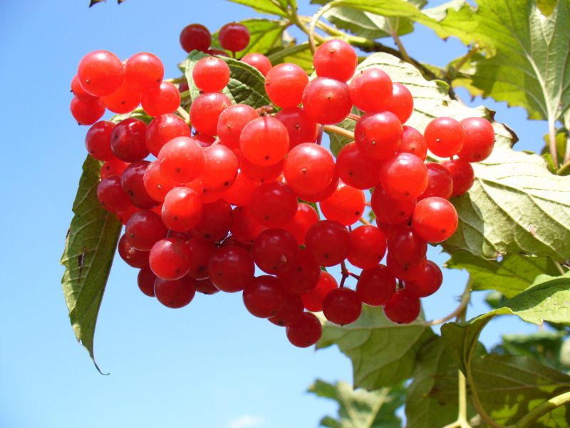 Калина красная — лечебные свойства и противопоказания ягоды. Полезные рецепты приготовления красной калины.