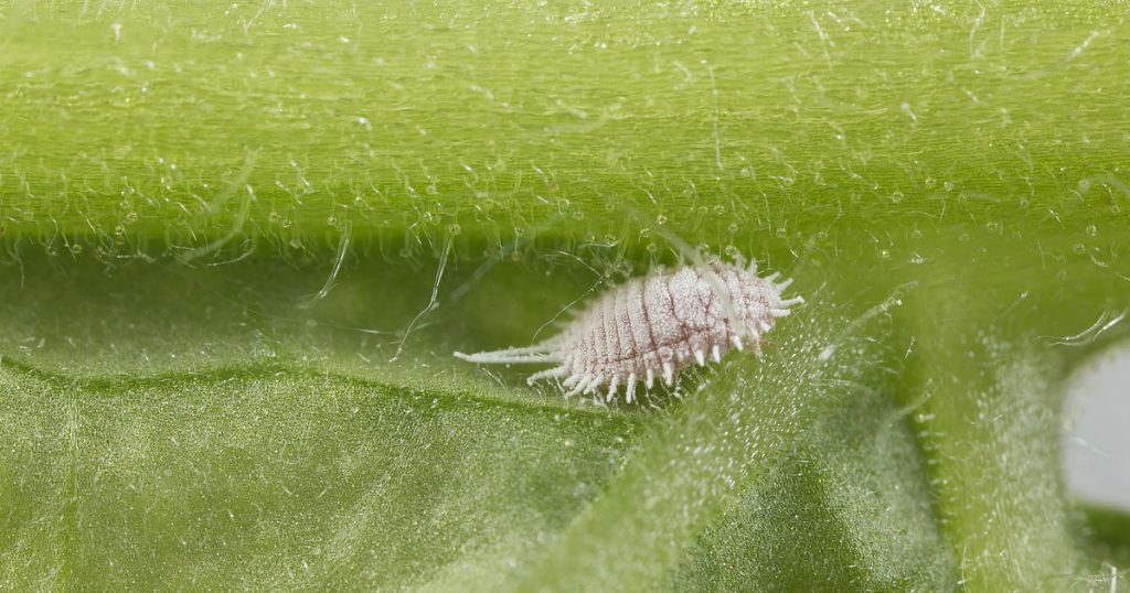 Фиалка: описание (80+ Фото), сорта, уход и размножение в домашних условиях +Отзывы