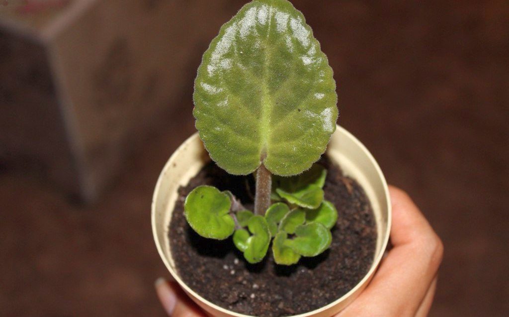 Фиалка: описание (80+ Фото), сорта, уход и размножение в домашних условиях +Отзывы