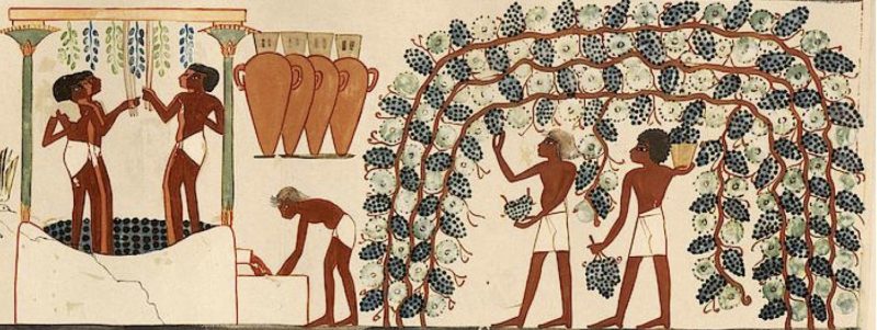 история виноделия