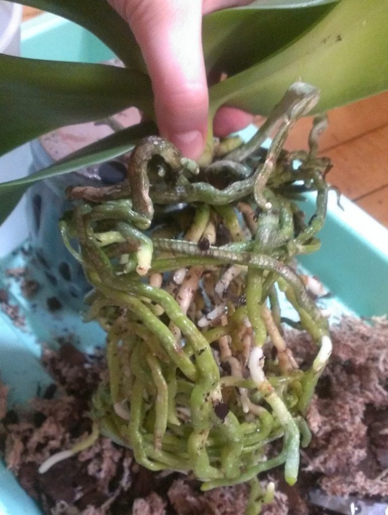 корни орхидеи