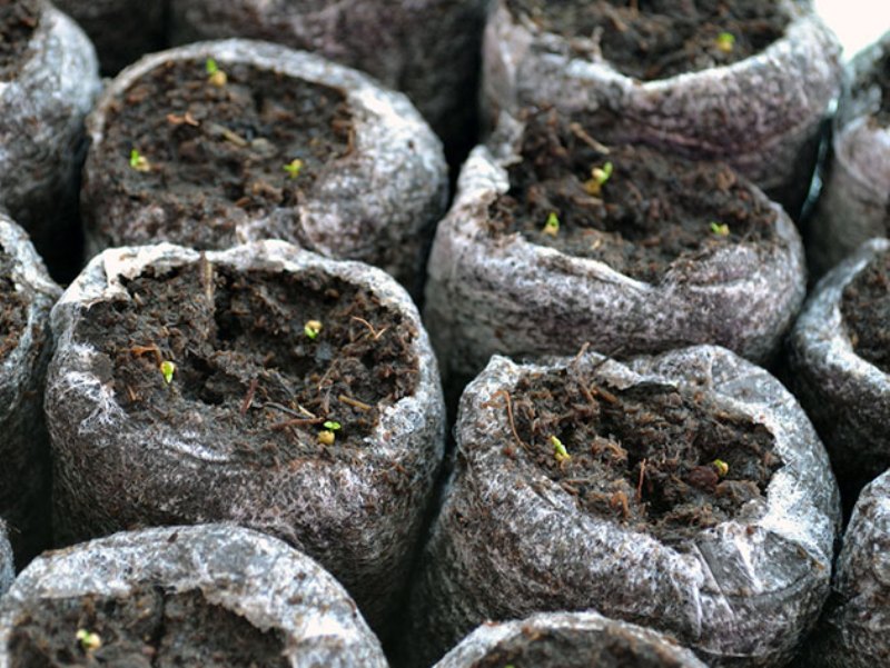 Проращивание семян в торфяных таблетках