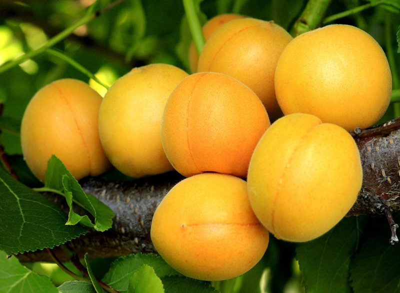 абрикос медовый