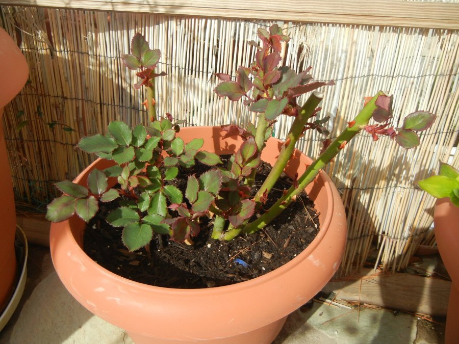 Период пробуждения розового куста в комнатных условиях.