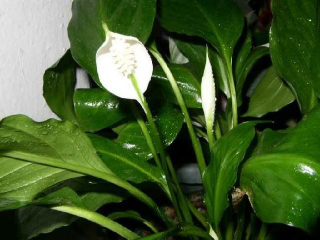 Комнатное растение с большими листьями и белыми цветами фото и названия