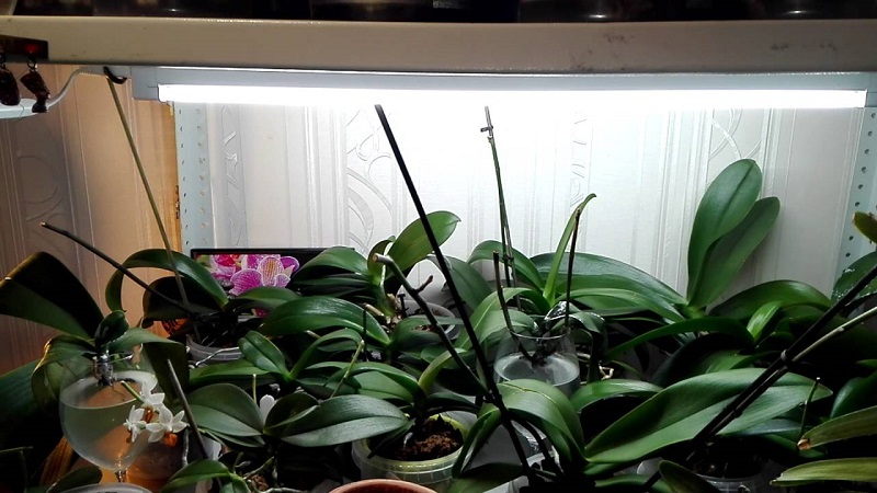 освещение для орхидей 