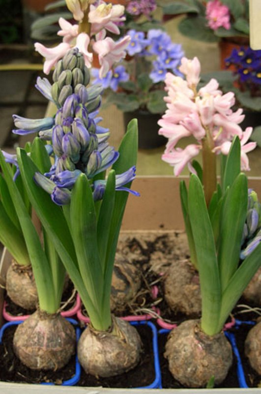 Одиночное растение в горшочке для кактуса