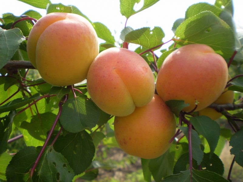 Мелитопольский ранний абрикос