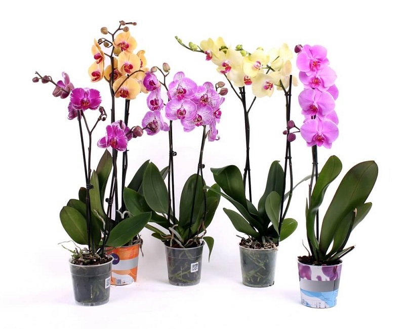 Орхидеи Фаленопсис
