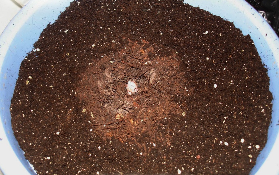 Торфяной субстрат