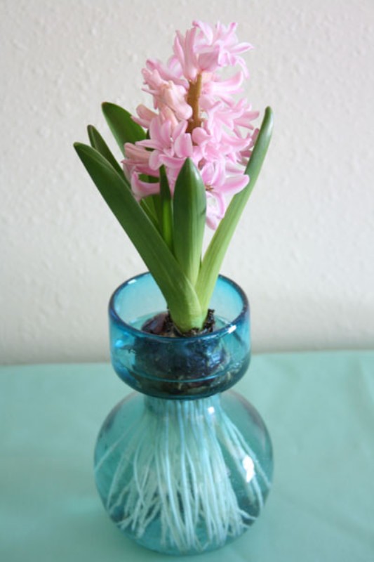 Гиацинт в декоративной колбе