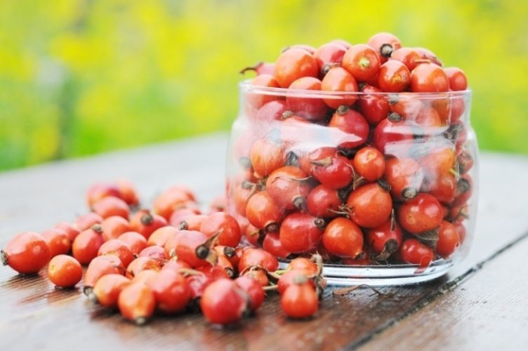 Свежесобранные ягоды имеют массу преимуществ – из них можно сделать варенье, заморозить, или перемолоть с сахаром для хранения. Использование в свежем виде в сезон.