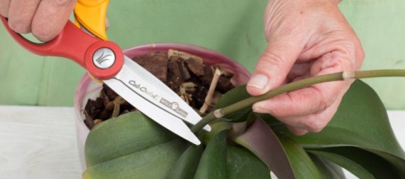Метод пересадки орхидеи