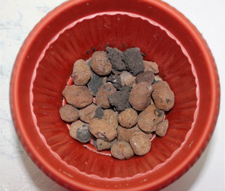 Бегония - Описание, Виды, Уход, Размножение (120 Фото) +Отзывы