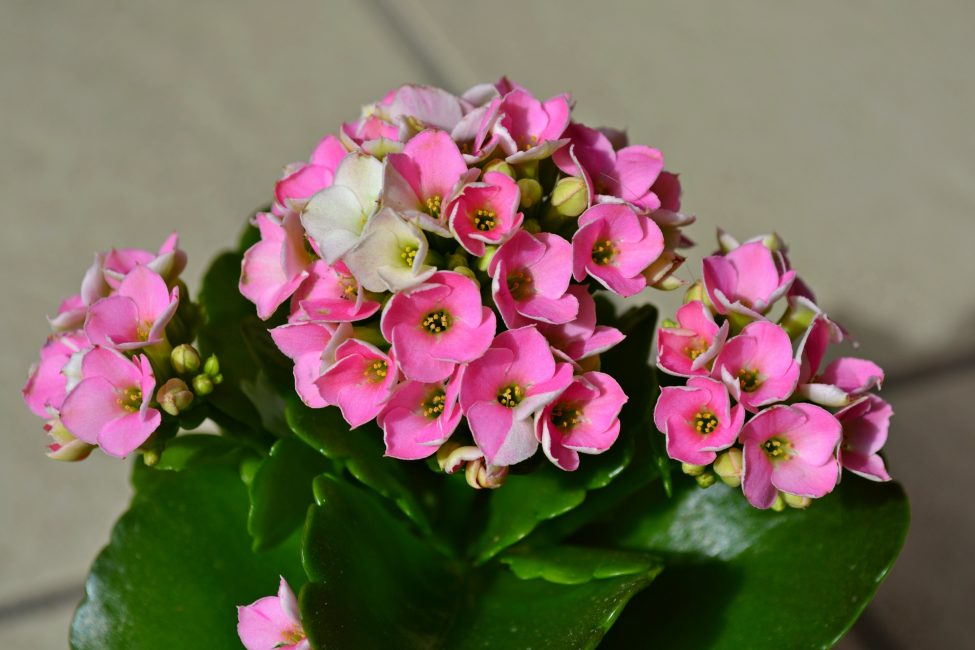 Цветок Каланхоэ (120+ Фото & Видео) - уход в домашних условиях, пересадка, размножение, полезные свойства +Отзывы