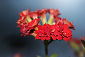 Цветок Каланхоэ (120+ Фото & Видео) – уход в домашних условиях, пересадка, размножение, полезные свойства +Отзывы