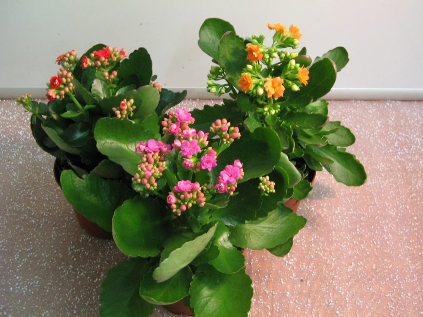 Цветок Каланхоэ (120+ Фото & Видео) - уход в домашних условиях, пересадка, размножение, полезные свойства +Отзывы
