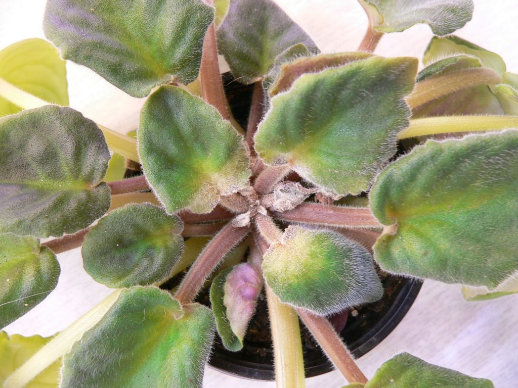 Фиалка: описание (80+ Фото), сорта, уход и размножение в домашних условиях +Отзывы