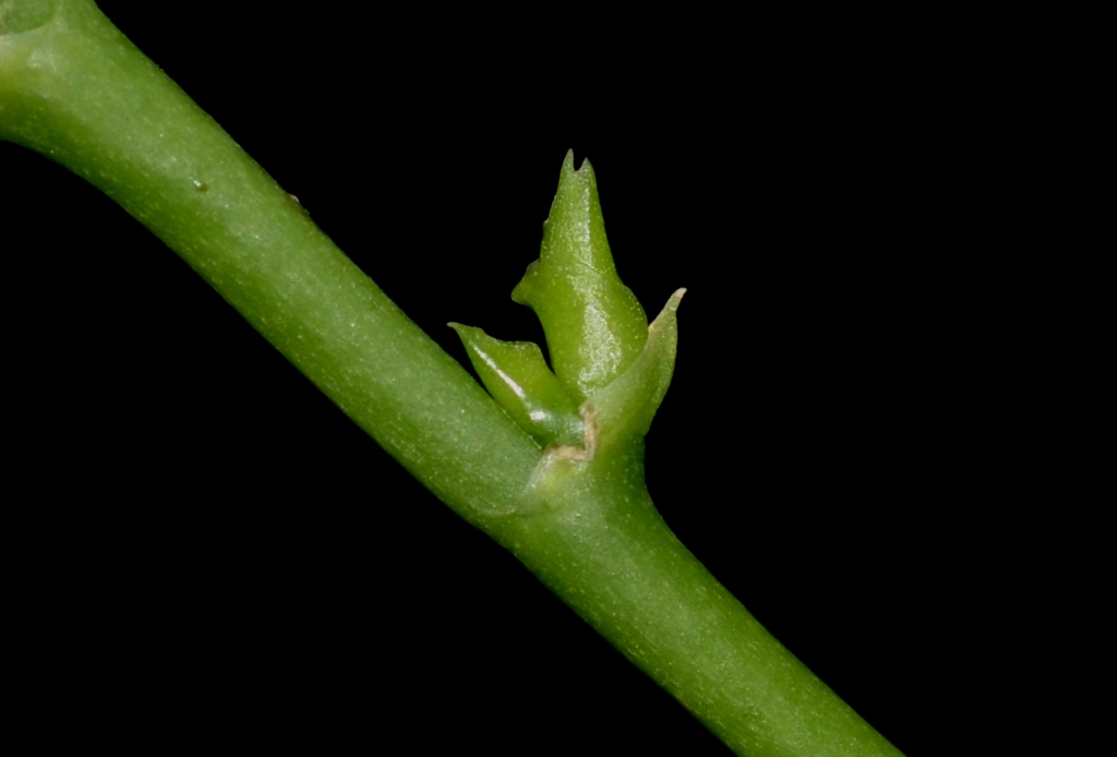 боковые побеги орхидеи