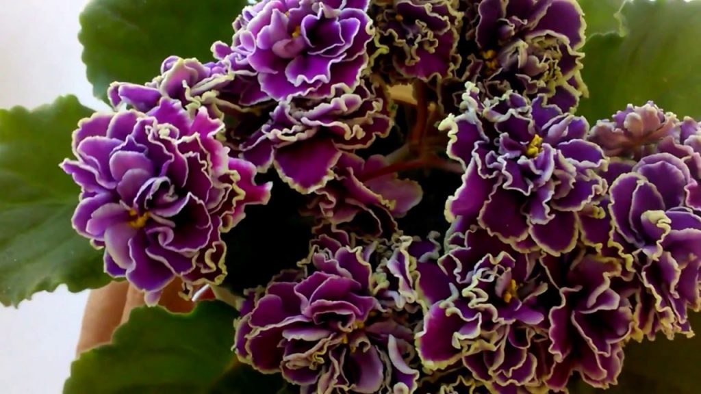 Фиалка: описание (80+ Фото), сорта, уход и размножение в домашних условиях +Отзывы