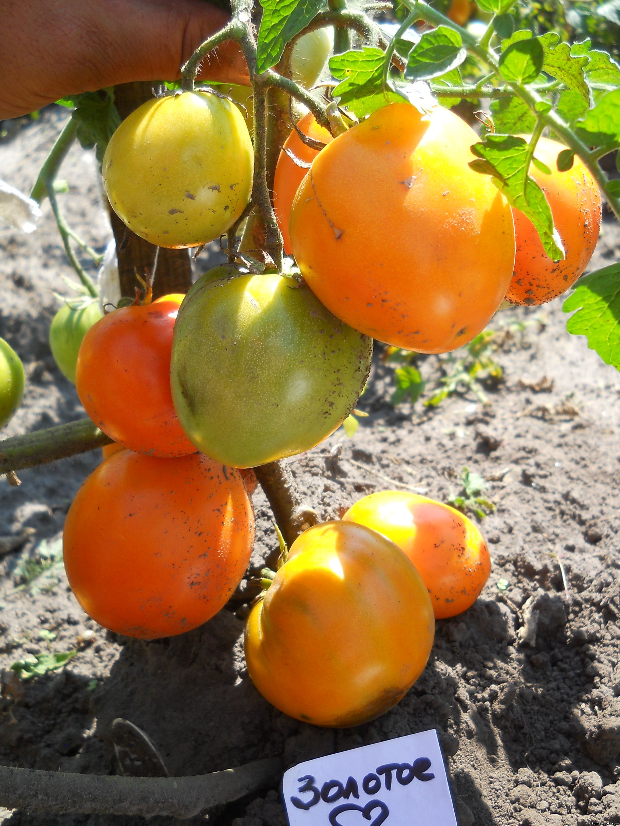 Золотое сердце томат