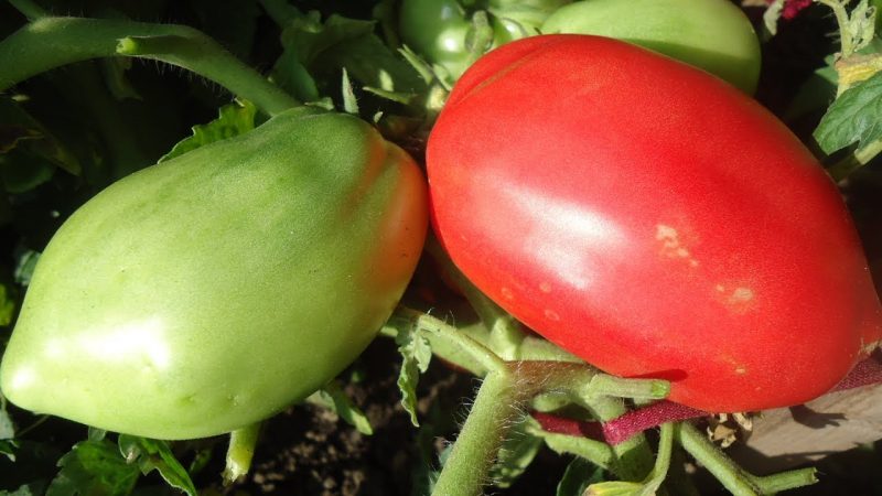 томат огородник
