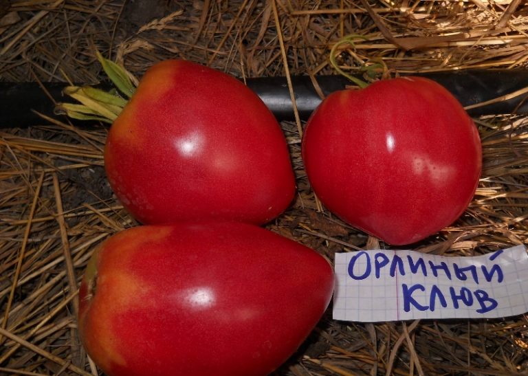 25 Лучших Сортов Томатов: Описание | (Фото & Отзывы)