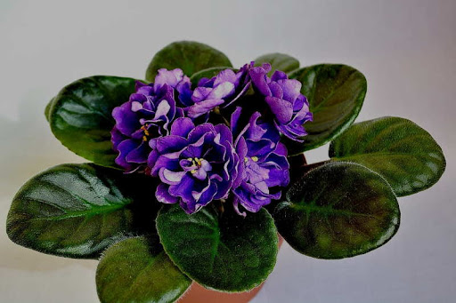 Фиалка: описание (80+ Фото), сорта, уход и размножение в домашних условиях +Отзывы