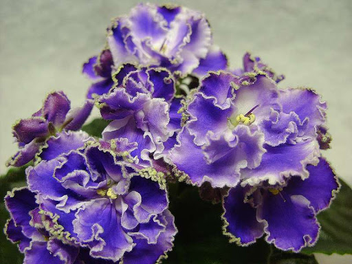 Фиалка: описание (80+ Фото), сорта, уход и размножение в домашних условиях +Отзывы