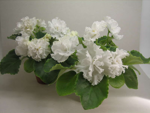 Фиалка: описание (80+ Фото), сорта, уход и размножение в домашних условиях +Отзывы