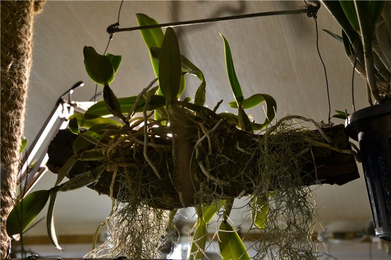 Орхидея на подвешенной коряге