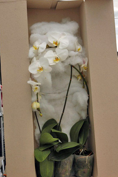 орхидеи в коробке для транспортировки