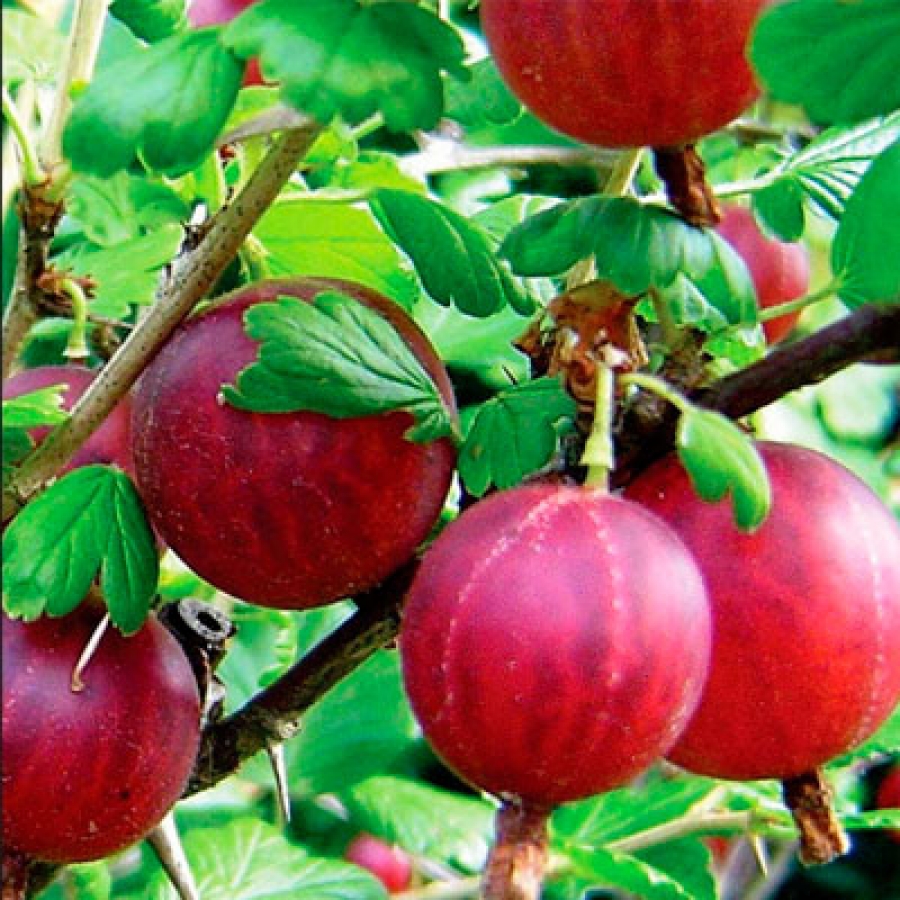 Колобок сорт крыжовника