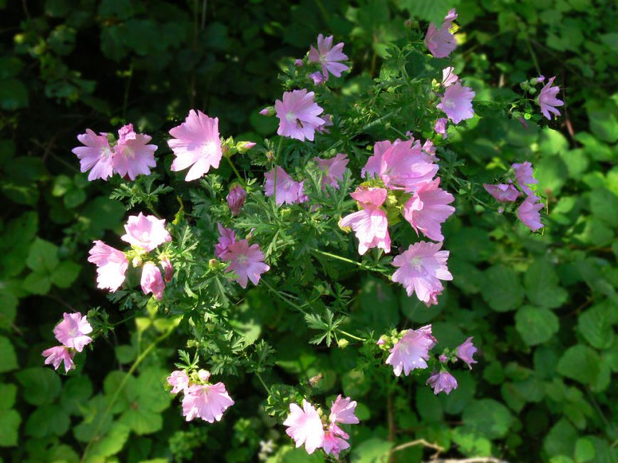 Многолетние цветы (ТОП-50 видов): садовый каталог для дачи с фото и названиями | Видео + Отзывы