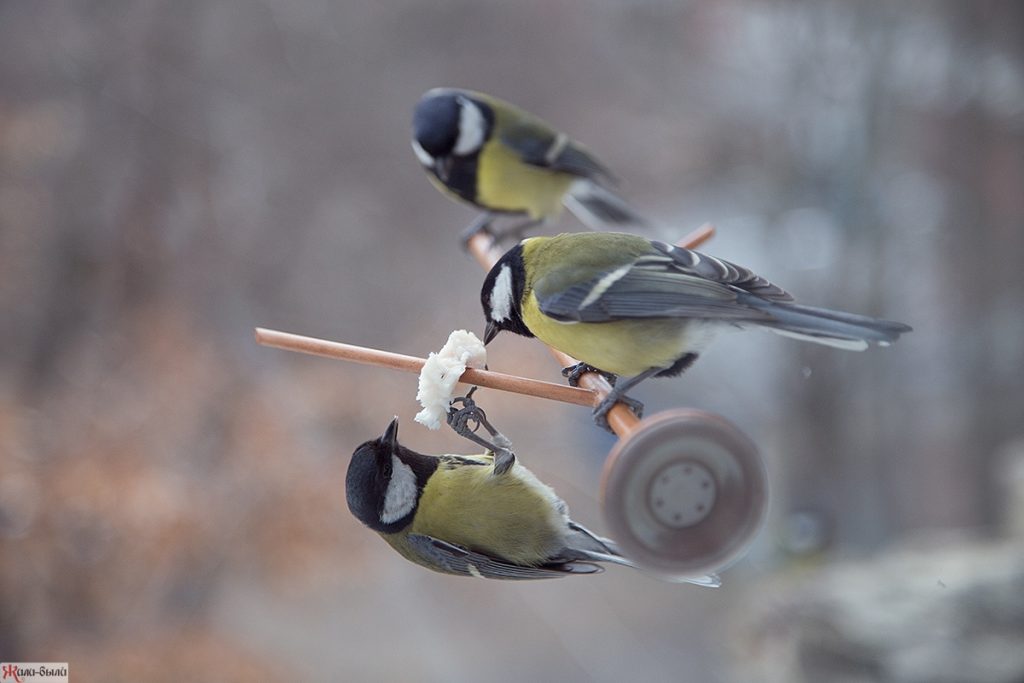 Как сделать кормушку для птиц своими руками? 19 оригинальных идей (180 Фото & Видео) +Отзывы